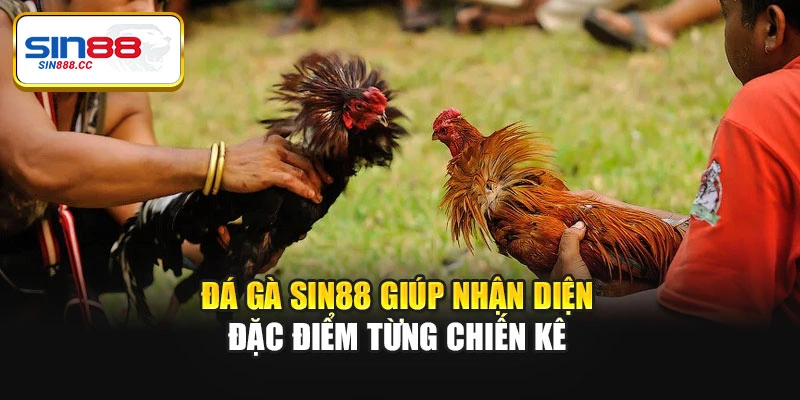 Đá gà Sin88 giúp nhận diện đặc điểm từng chiến kê
