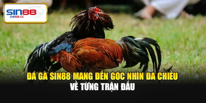 Đá gà Sin88 mang đến góc nhìn đa chiều về từng trận đấu